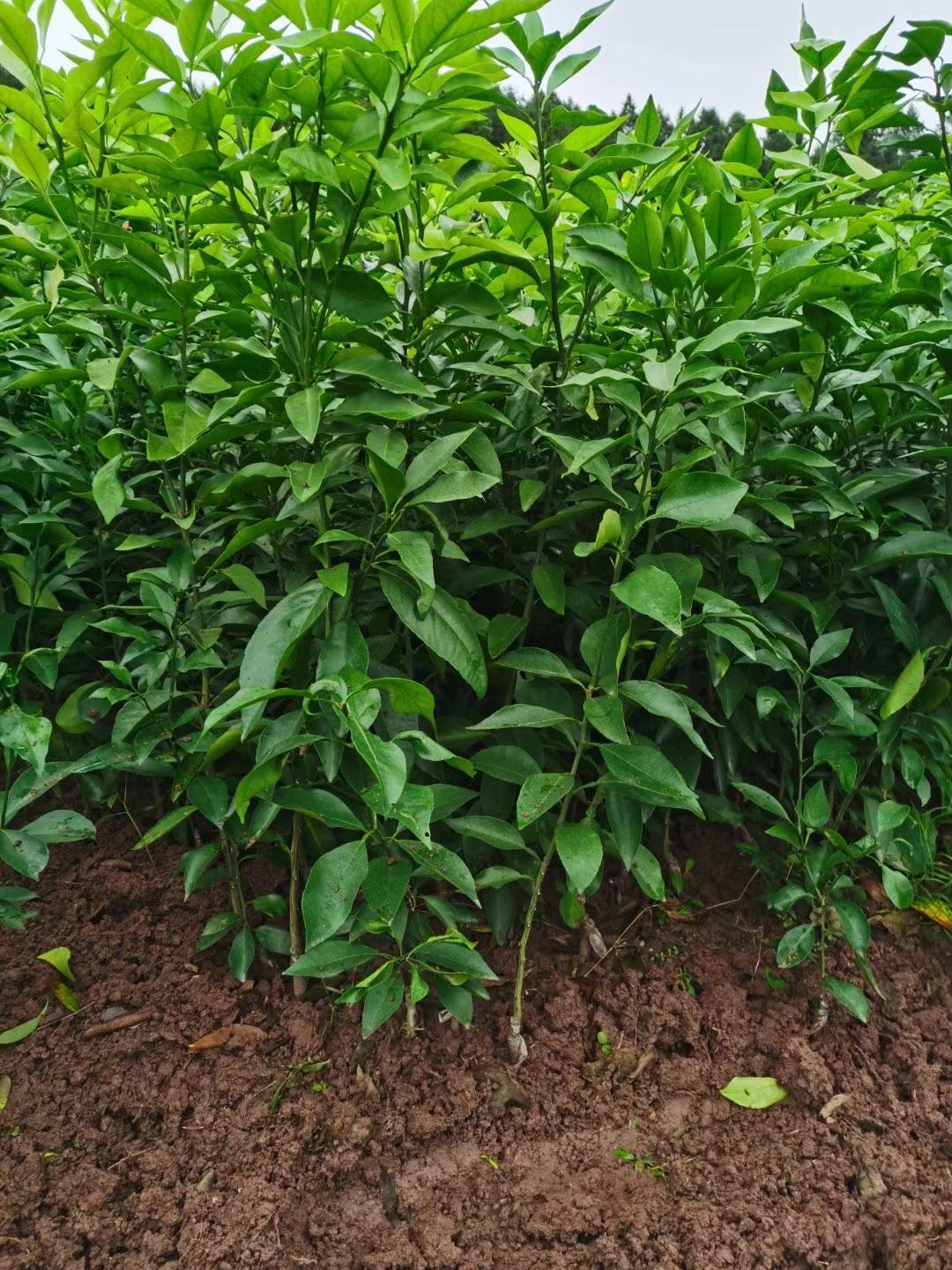 爱媛38号柑桔苗  正宗爱媛38号果冻橙柑桔苗