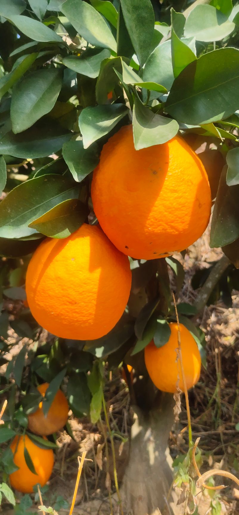  甜橙  纯甜