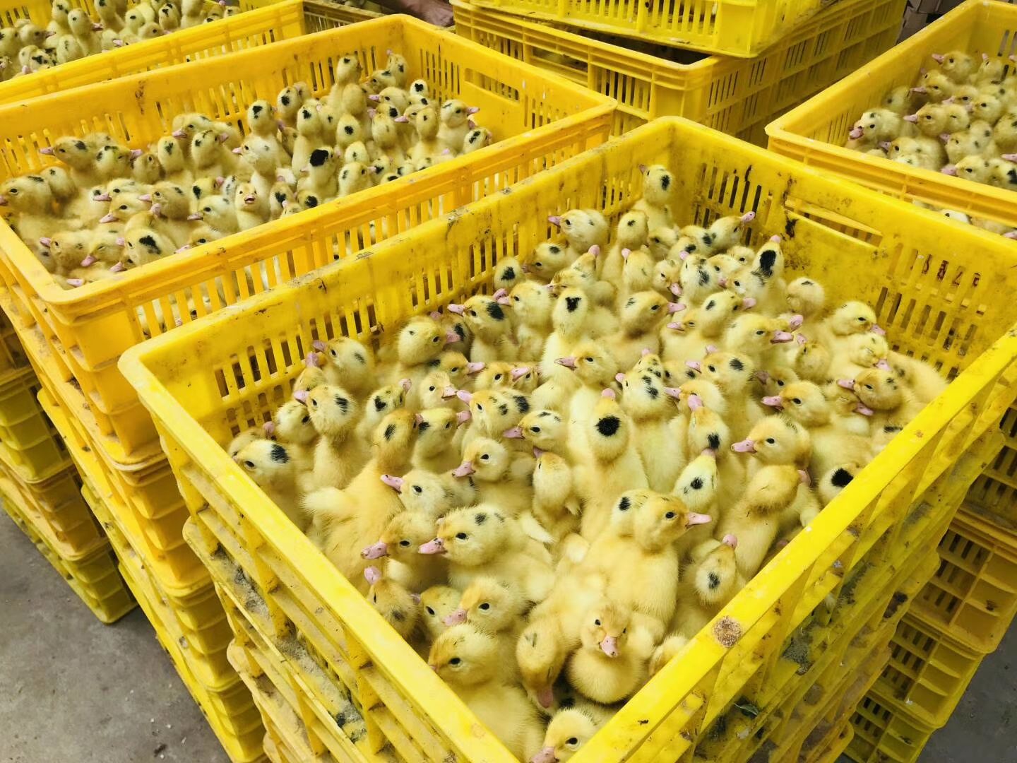 半番鸭苗  m18螺鸭，耐粗易养、生存力强、长速快、体型大、肉质好...