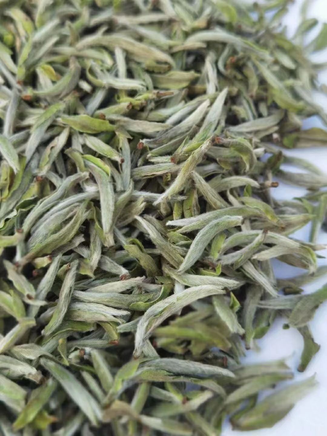 2021年 头采 大毫米粒芽 白毫银针 新茶上市