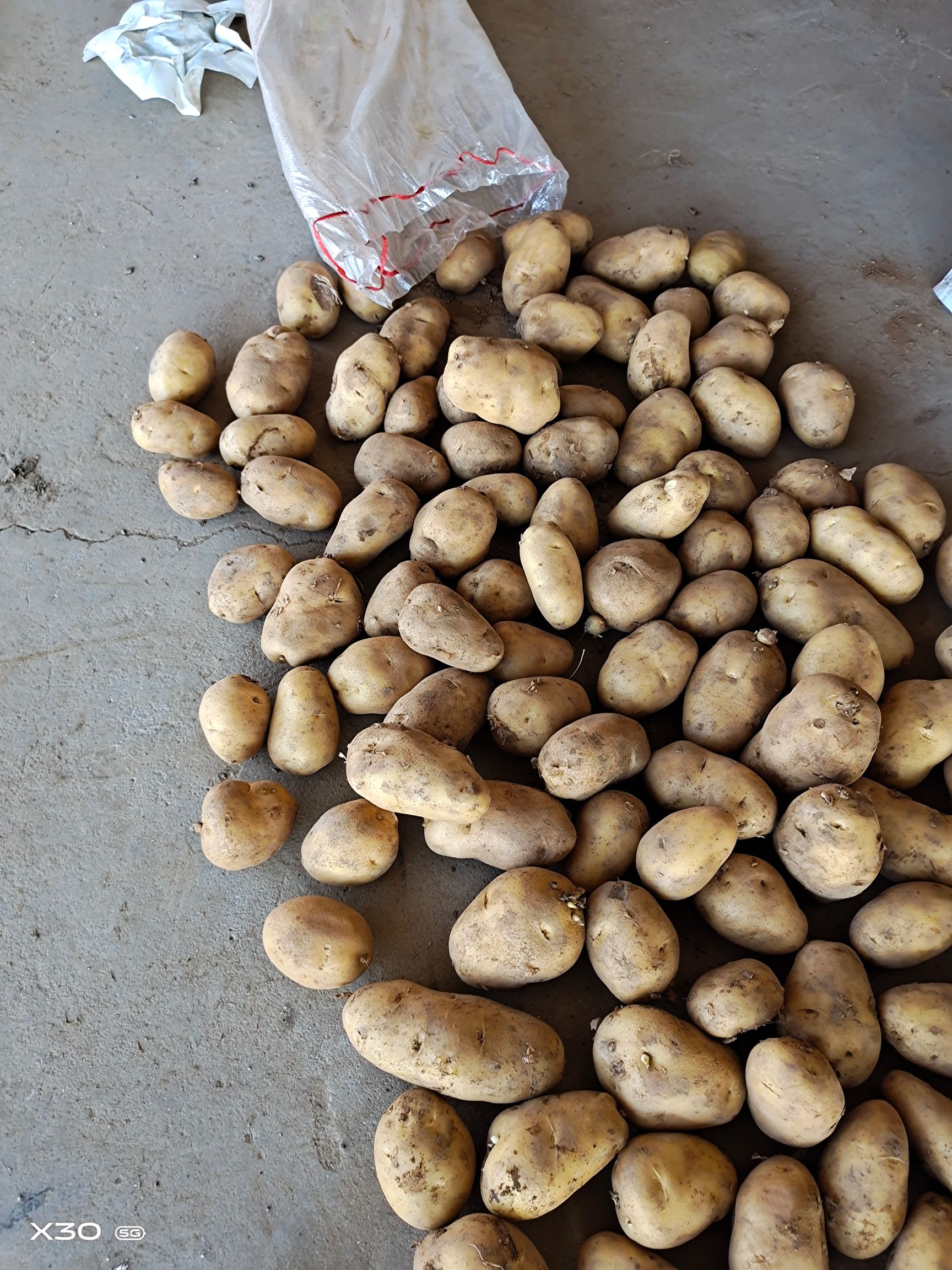 黄心土豆  山东济南平阴大量供应荷兰十五土豆规格齐全