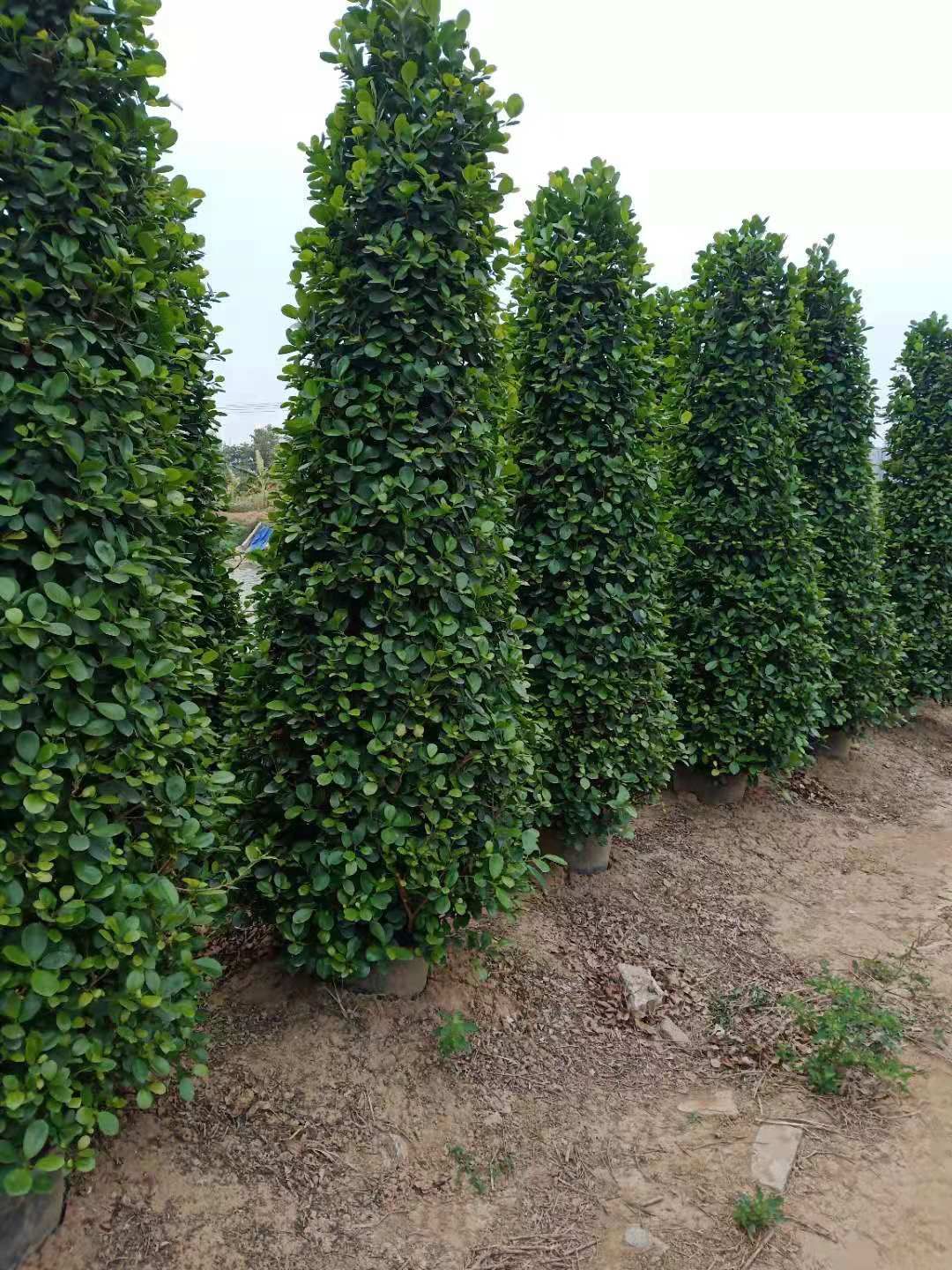 火山榕  1.8一2.5米塔型桶装摇钱树发财树金钱榕盆景绿化