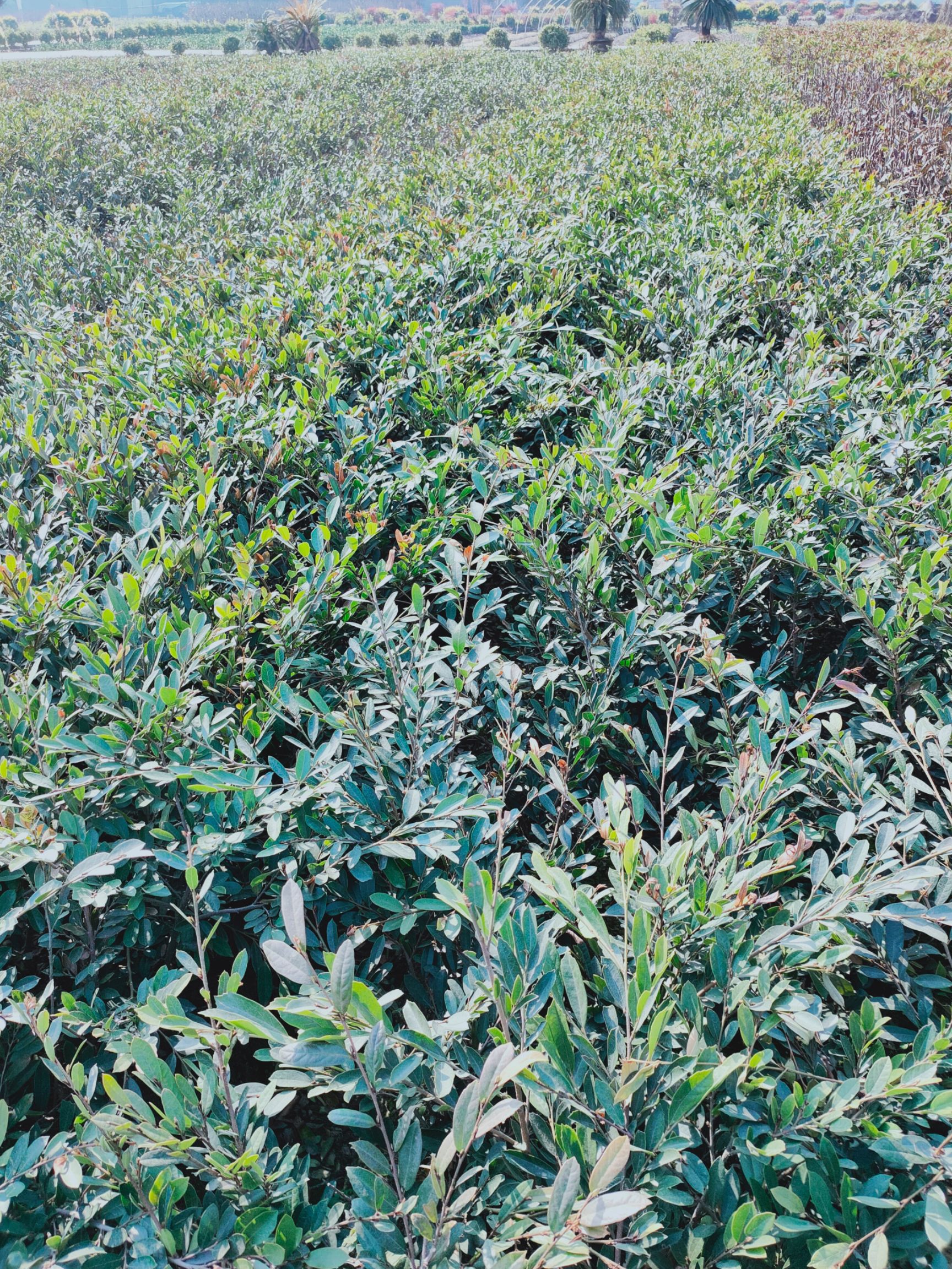 小叶桢楠  小叶文姆