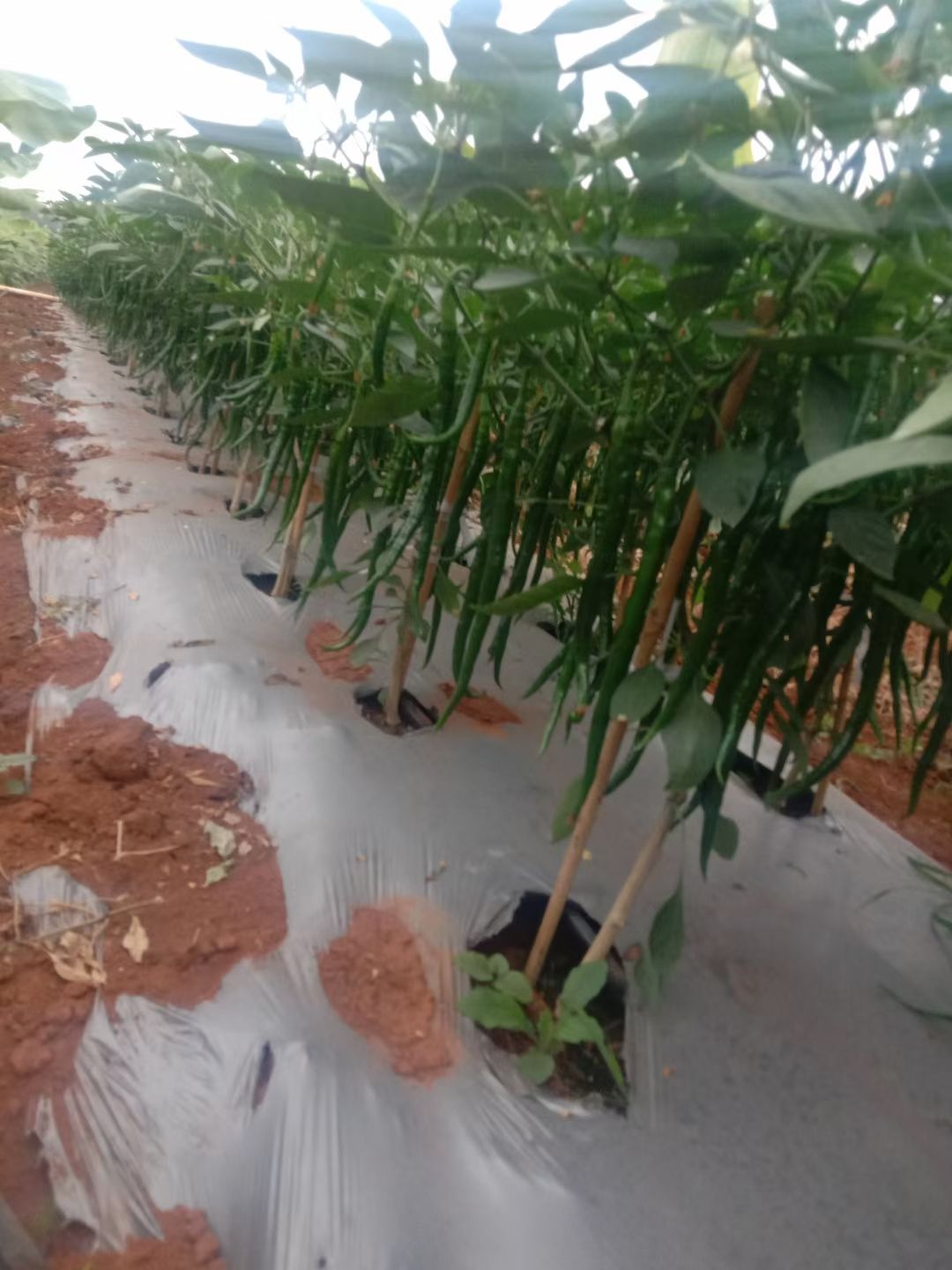 线椒 广西钦州辣椒上市啦！产地直销，每天大量供应！