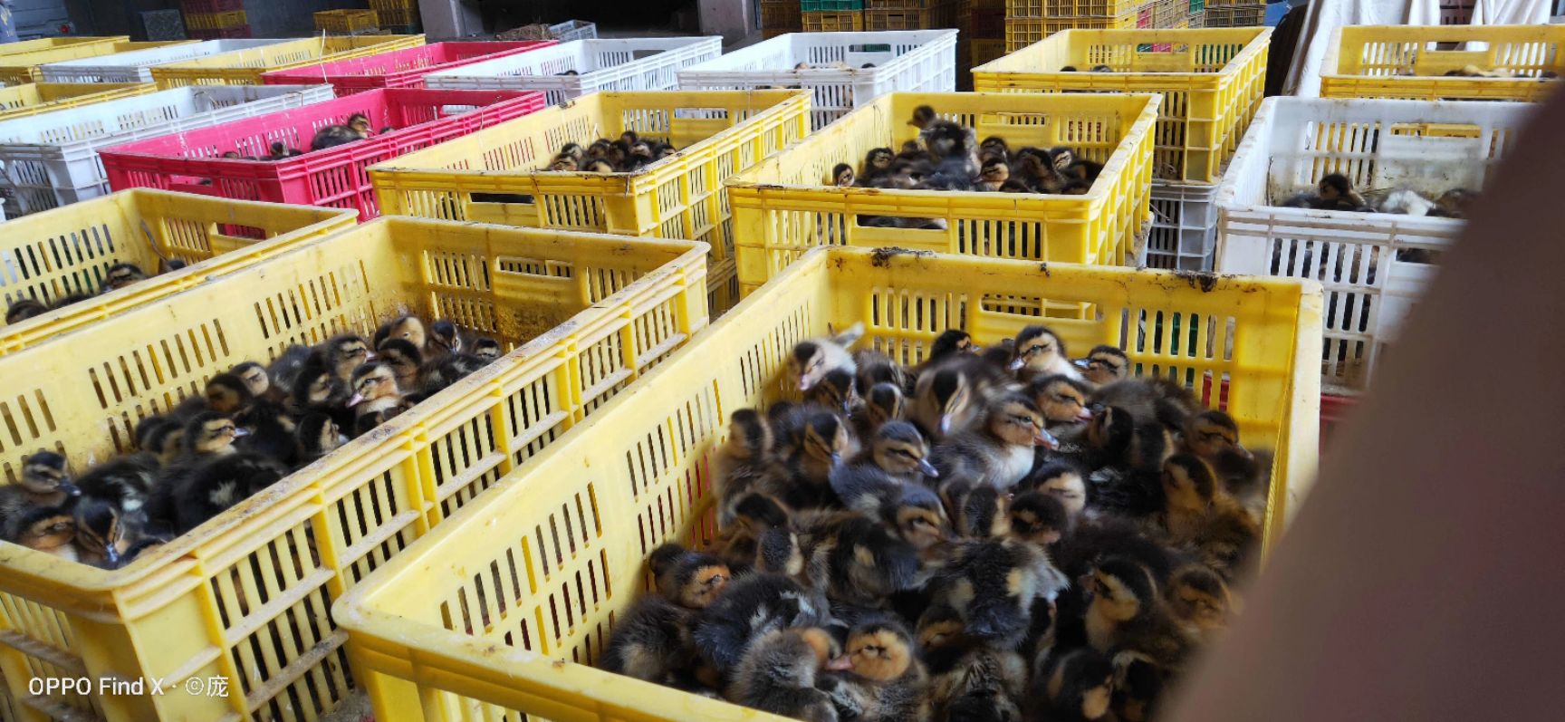 大种麻鸭苗又名四点麻鸭苗，公鸭成年体重7斤以上，母鸭6斤以上