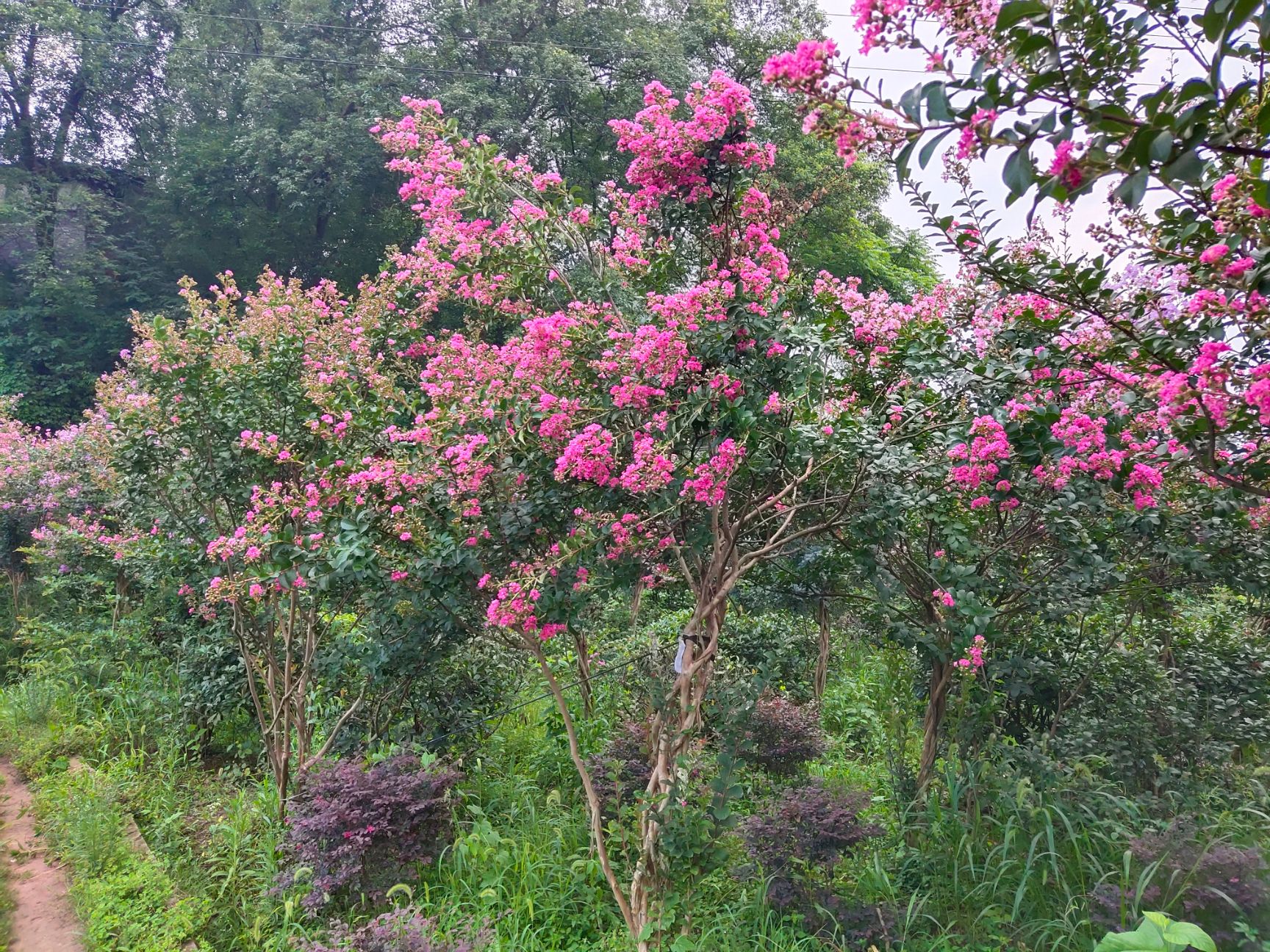 紫薇大红为主，有一棵树三种颜色的花。