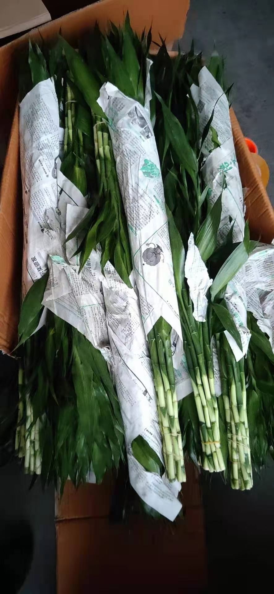  富贵竹，三个规格。产地直发。价格便宜