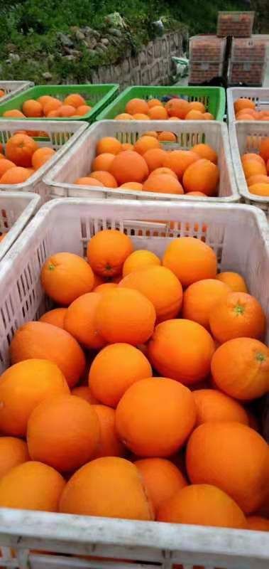 湖北秭归脐橙品种齐全一年四季鲜果供应产无中间商
