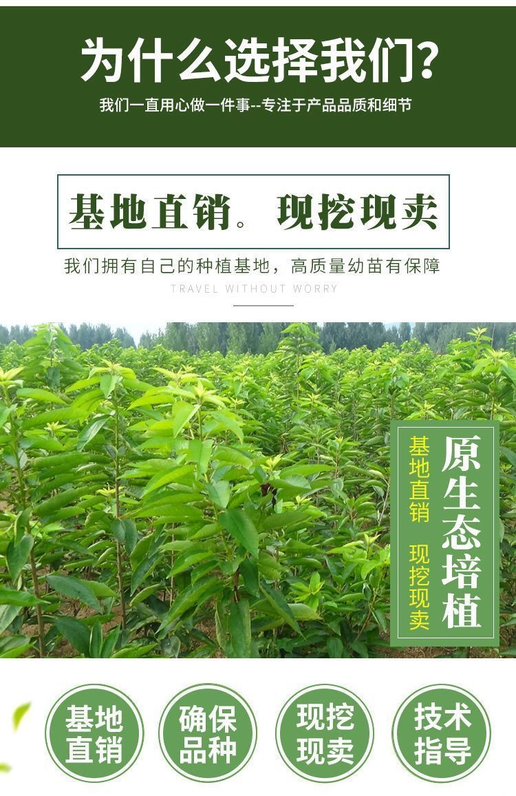 耐寒樱桃车厘子树苗樱桃树苗嫁接樱桃苗盆栽南方北方种植