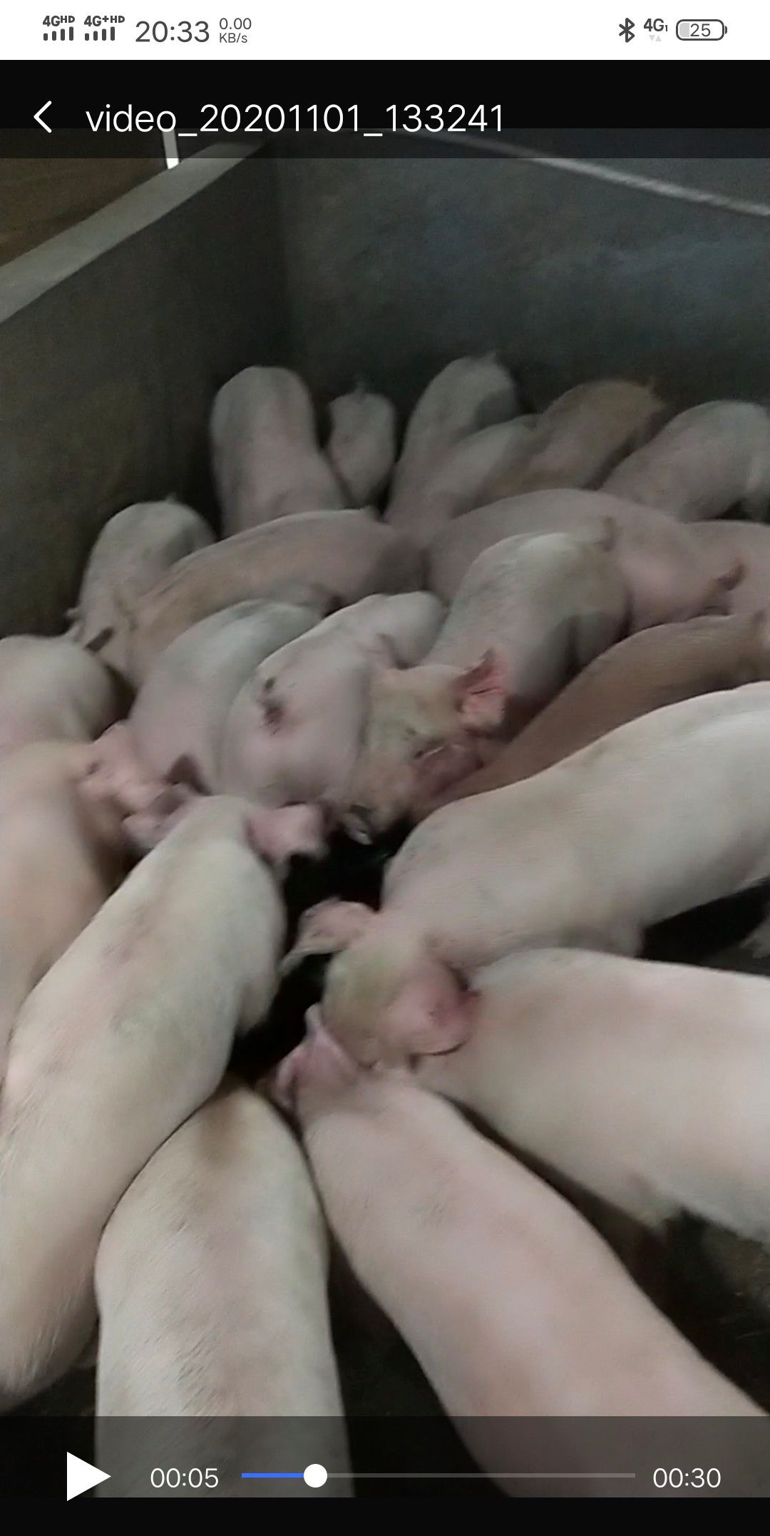 杂交猪苗  精品杂交小猪苗