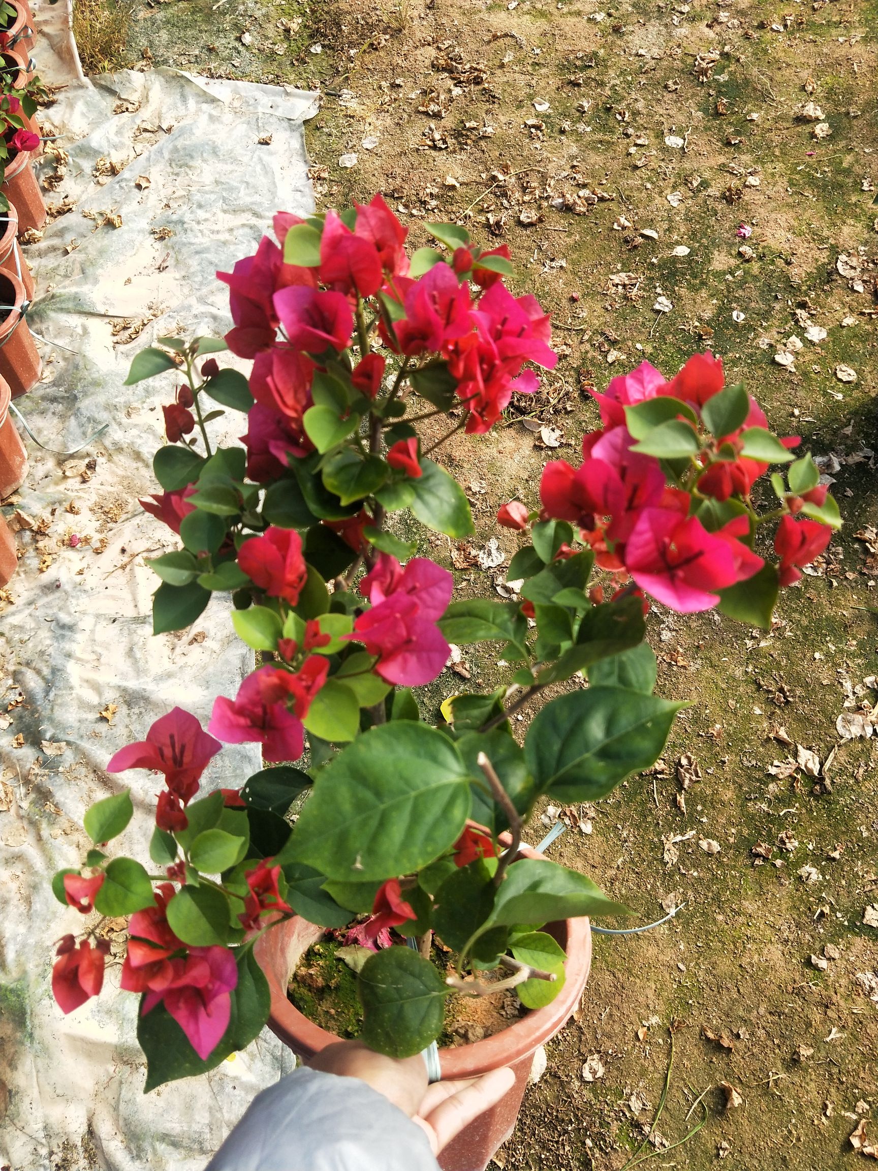 红花三角梅  大红中国红，长期供应各种品种规格三角梅袋苗、盆