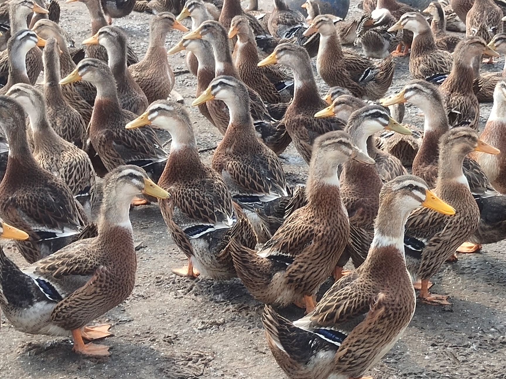 麻鸭 全程加黄，55天，8000羽