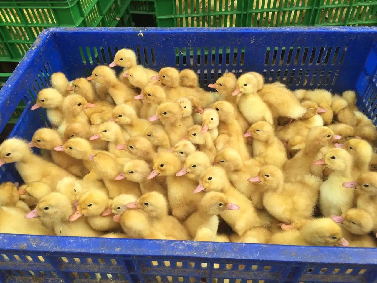 桂柳白鸭苗，樱桃谷，桂柳鸭苗，已做好3联疫苗