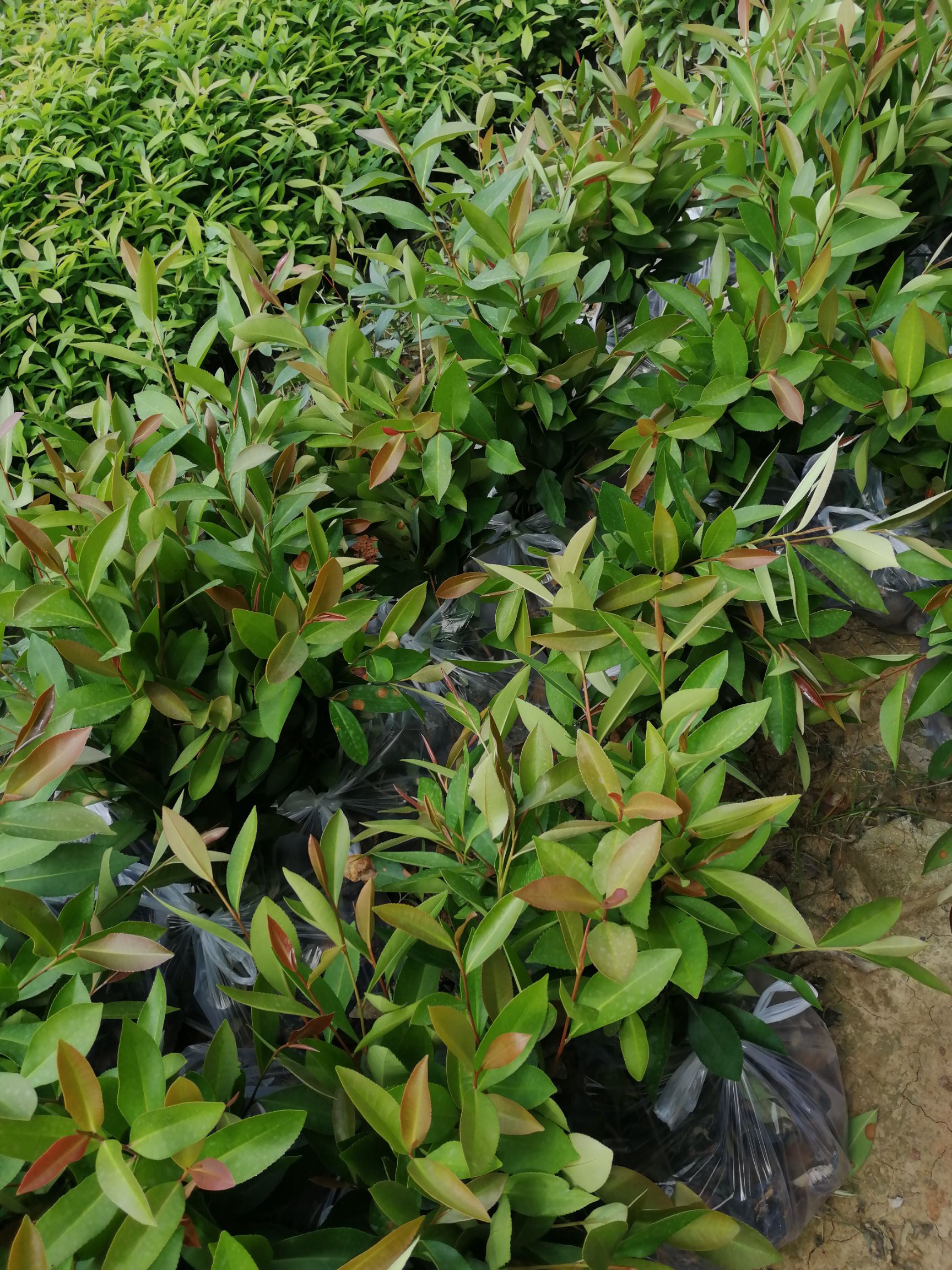 大头茶树  大头茶