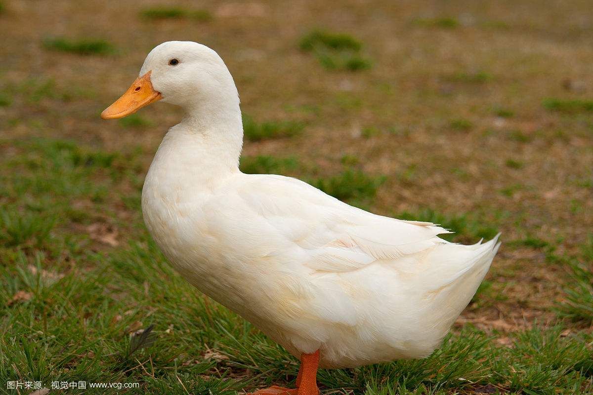 桂柳白鸭苗，樱桃谷，桂柳鸭苗，已做好3联疫苗