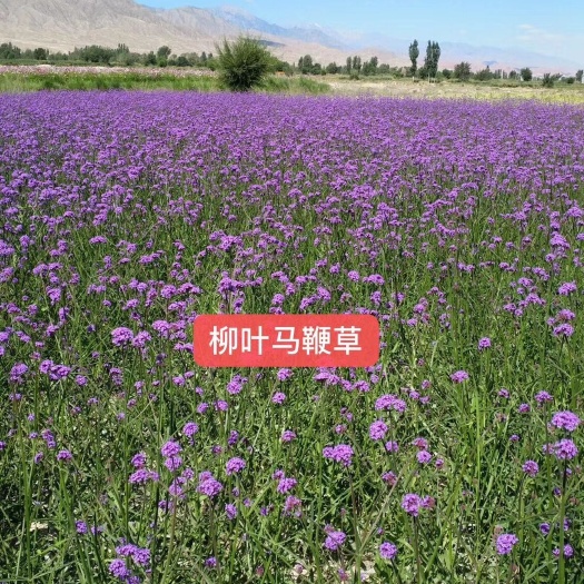 新乐市柳叶马鞭草种子多年生花卉种子