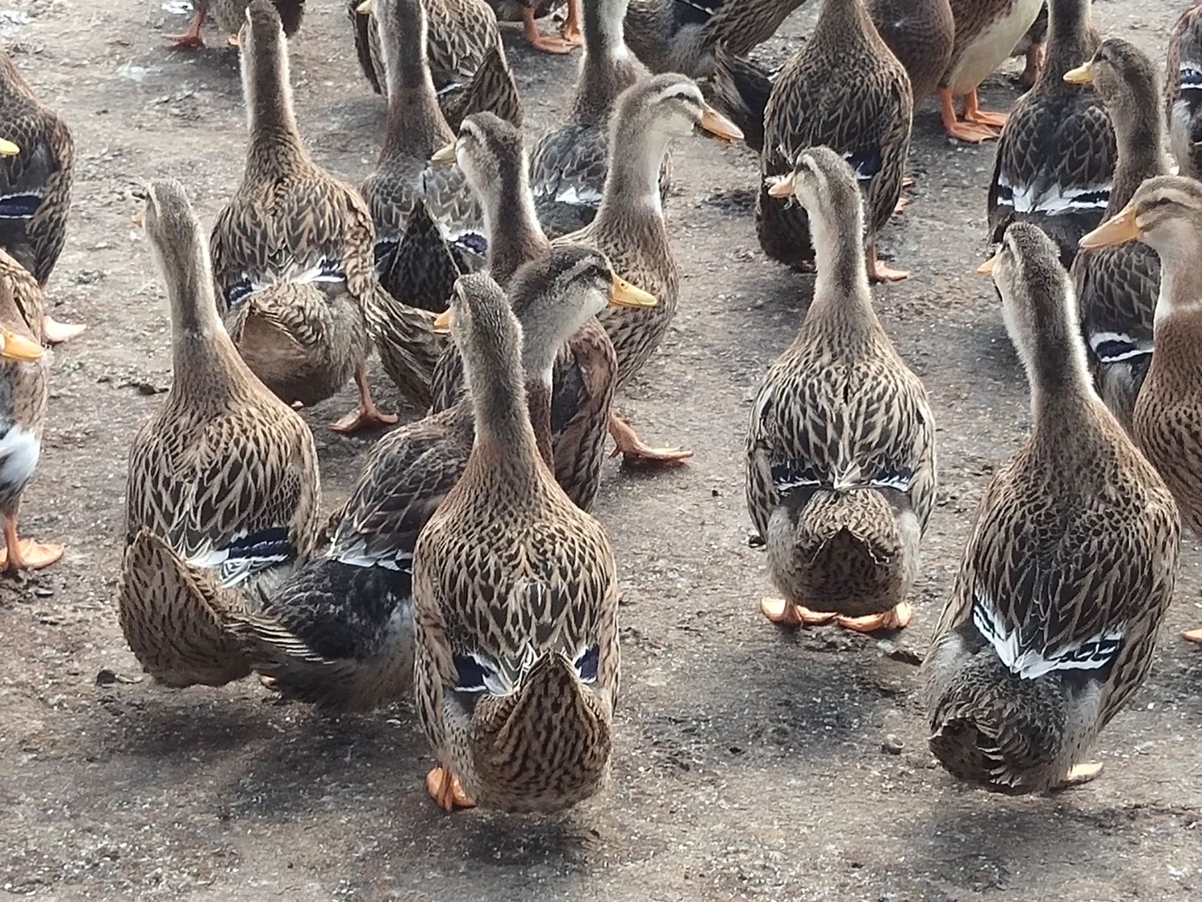 麻鸭 全程加黄，55天，8000羽