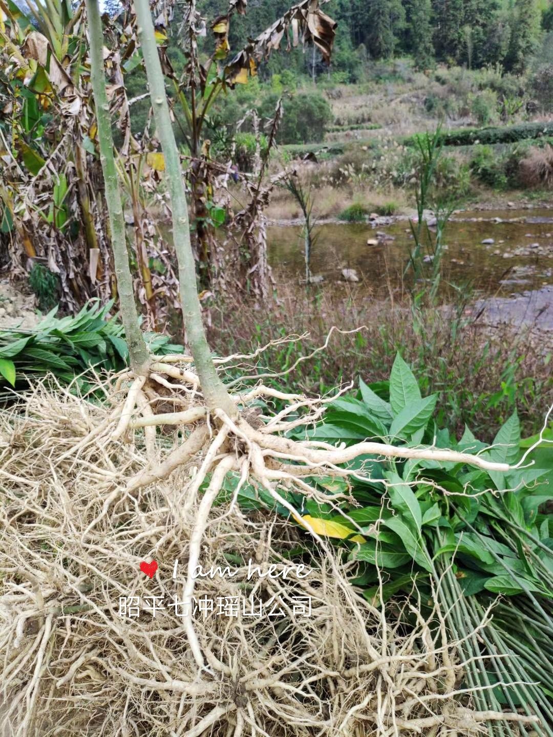 黄花倒水莲种苗 供应黄花倒水莲苗，观音串苗，倒吊黄，农户直销