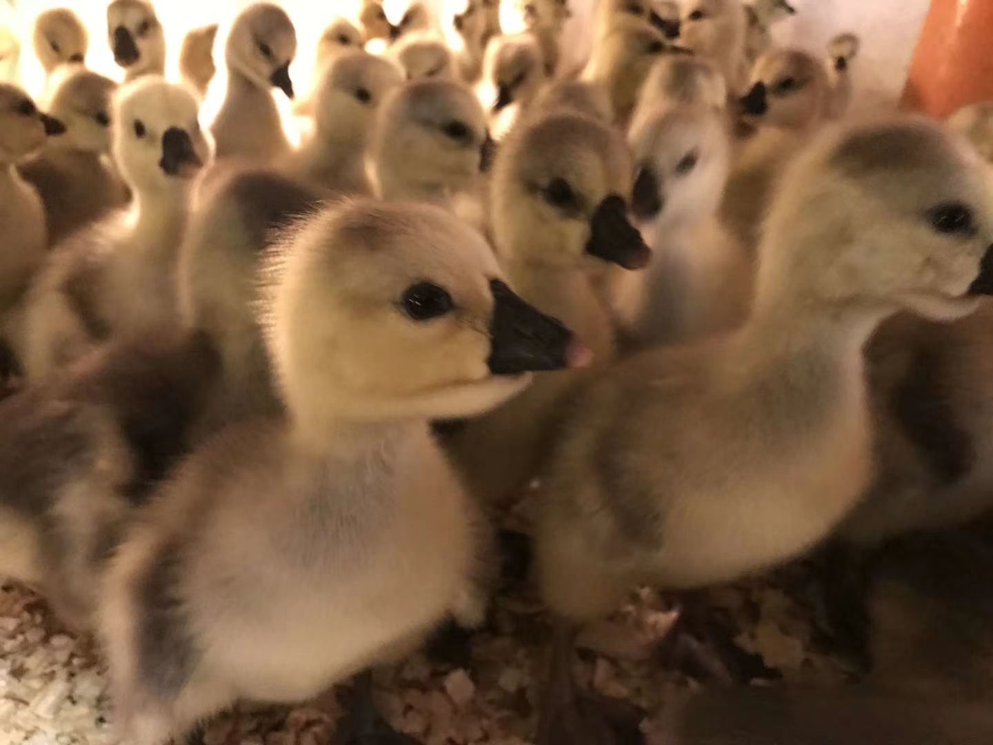 大种汕头狮头鹅苗，纯正，包打疫苗，包邮