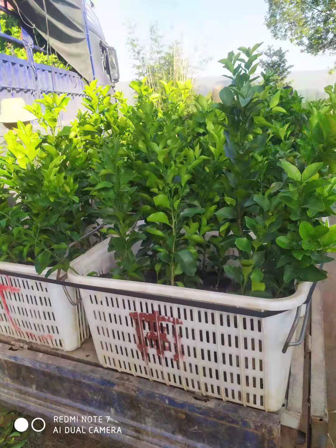 早熟砂糖橘，沙糖桔苗，苗圃直销，现挖现发