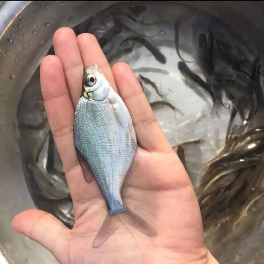 南宁鳊鱼苗，三角鲂鱼苗，武昌鱼苗 场地直供，品种齐全成活率高