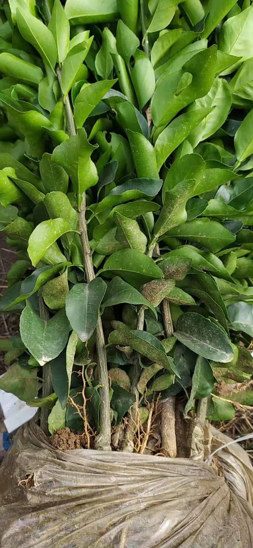 早熟砂糖橘，沙糖桔苗，苗圃直销，现挖现发