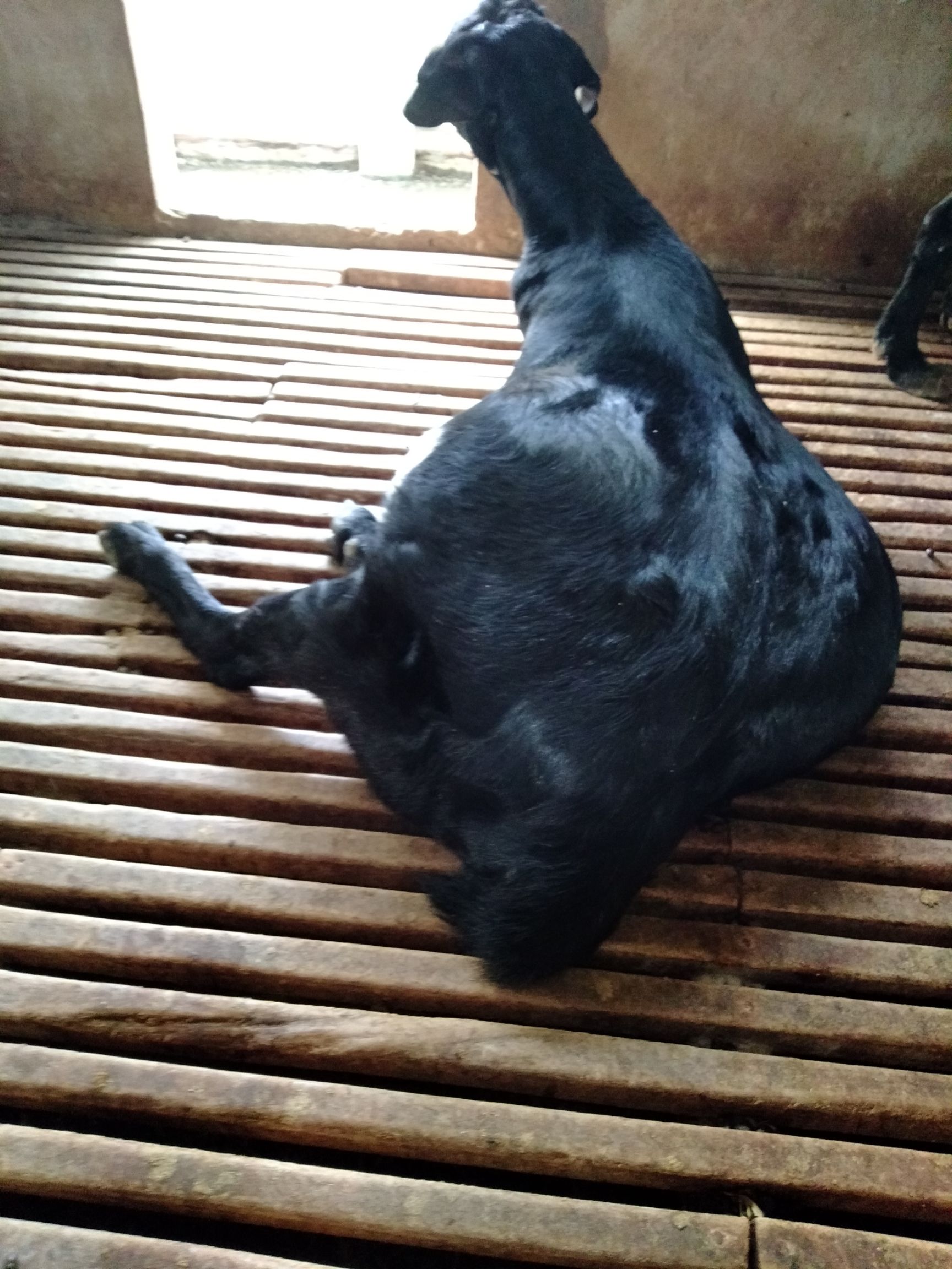 大耳羊 努比亚黑山羊精品种羊