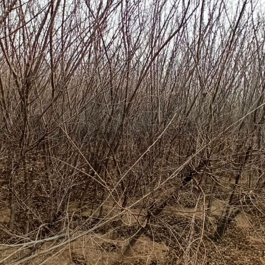 天津山桃苗  桃树（嫁接用树、占地用树）