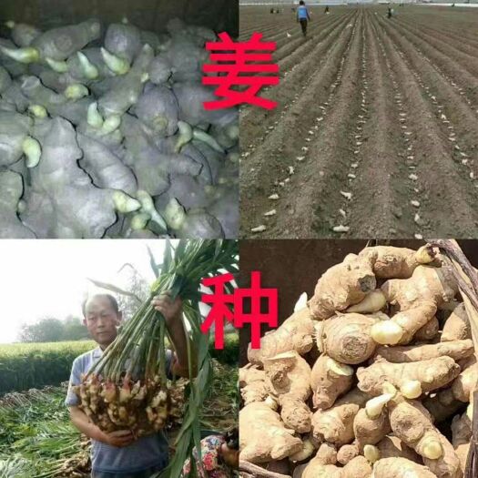 沂南县生姜基地批发，优质姜种，价格便宜，坏烂包赔，欢迎实地考察