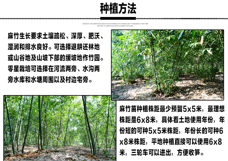 麻竹苗甜竹笋苗地栽户外大型竹苗非毛竹楠竹苗