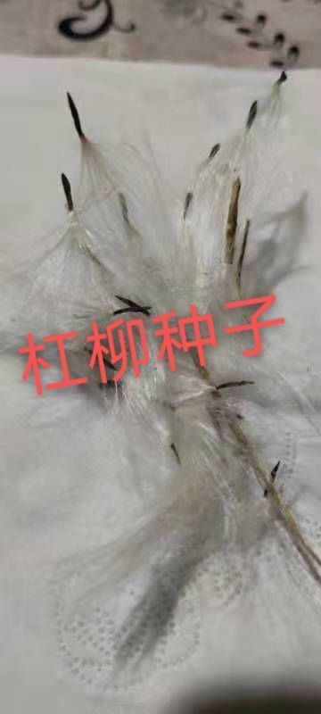 柳树种子  杠柳种子产地自产自销，质量有保障。