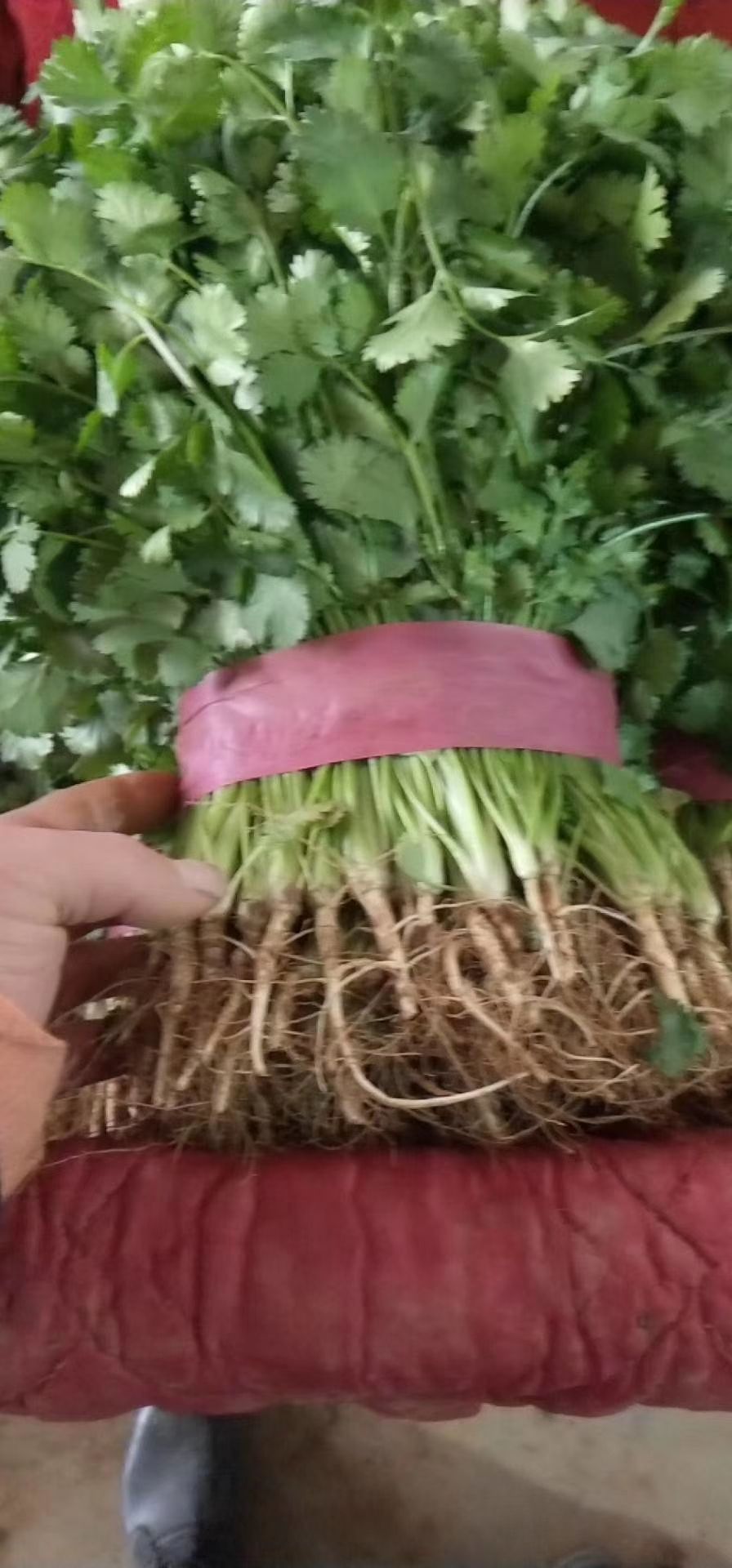 精品香菜上市中。