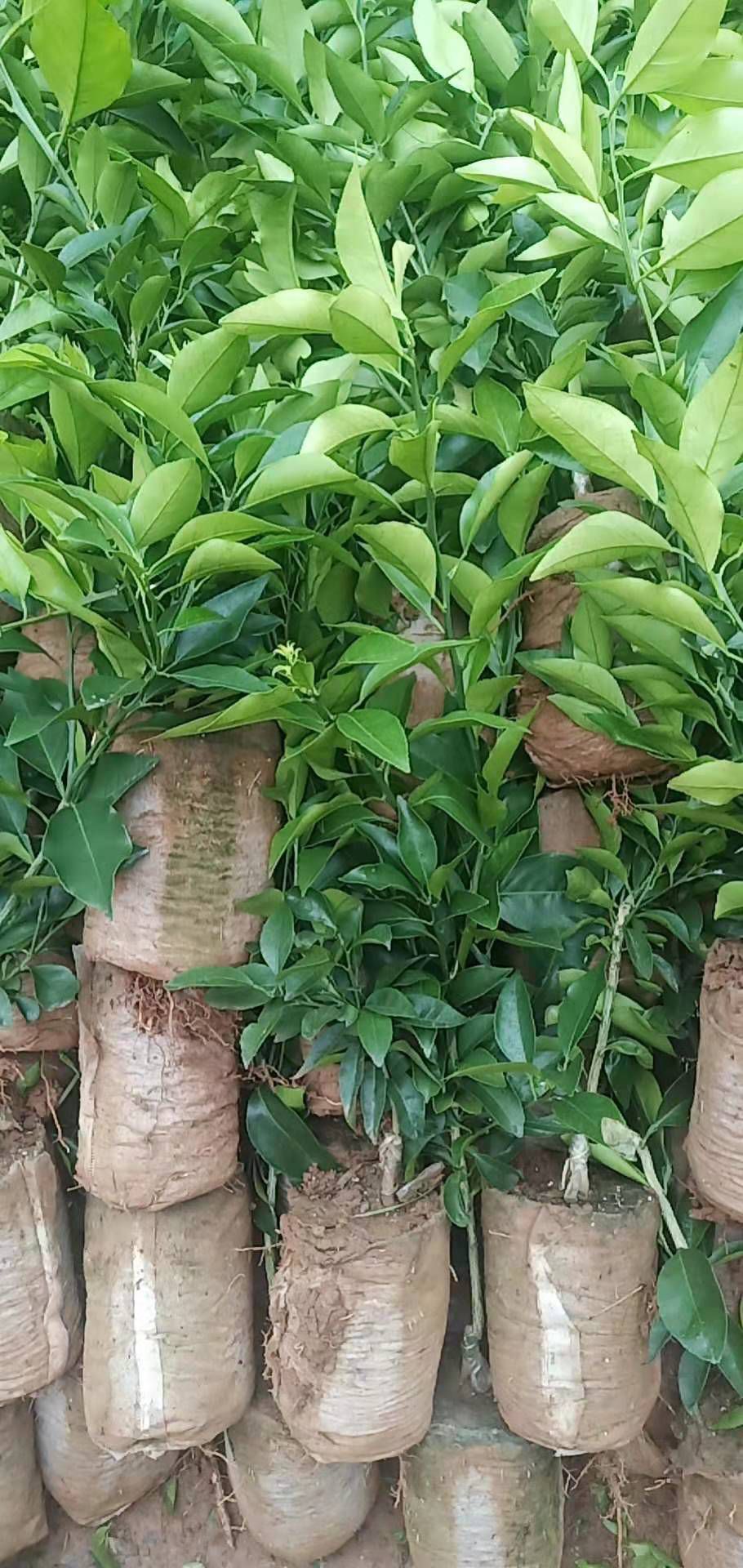 爱媛38号柑桔苗  爱媛38号苗，苗圃直销，品种保证，假一赔十