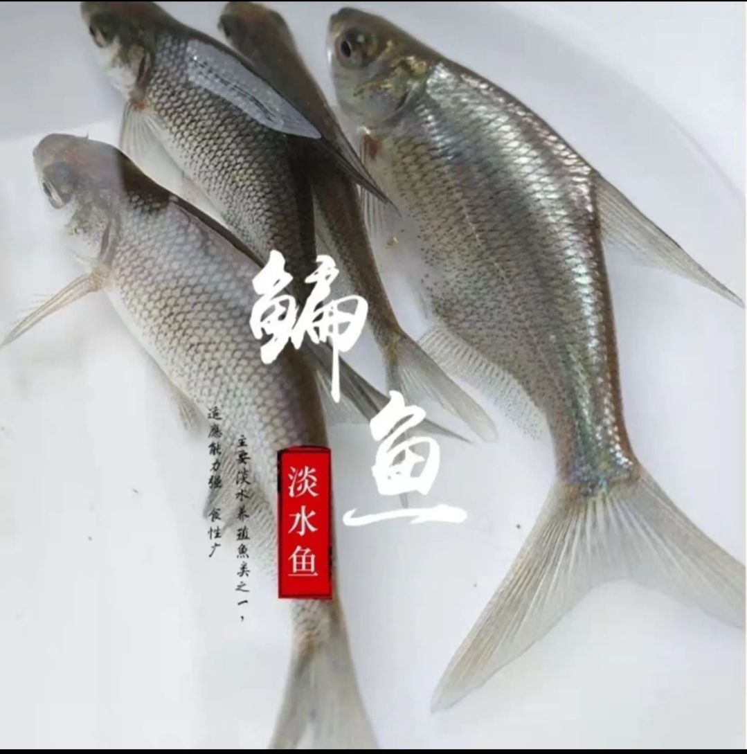 鳊鱼苗，三角鲂鱼苗，武昌鱼苗 场地直供，品种齐全成活率高