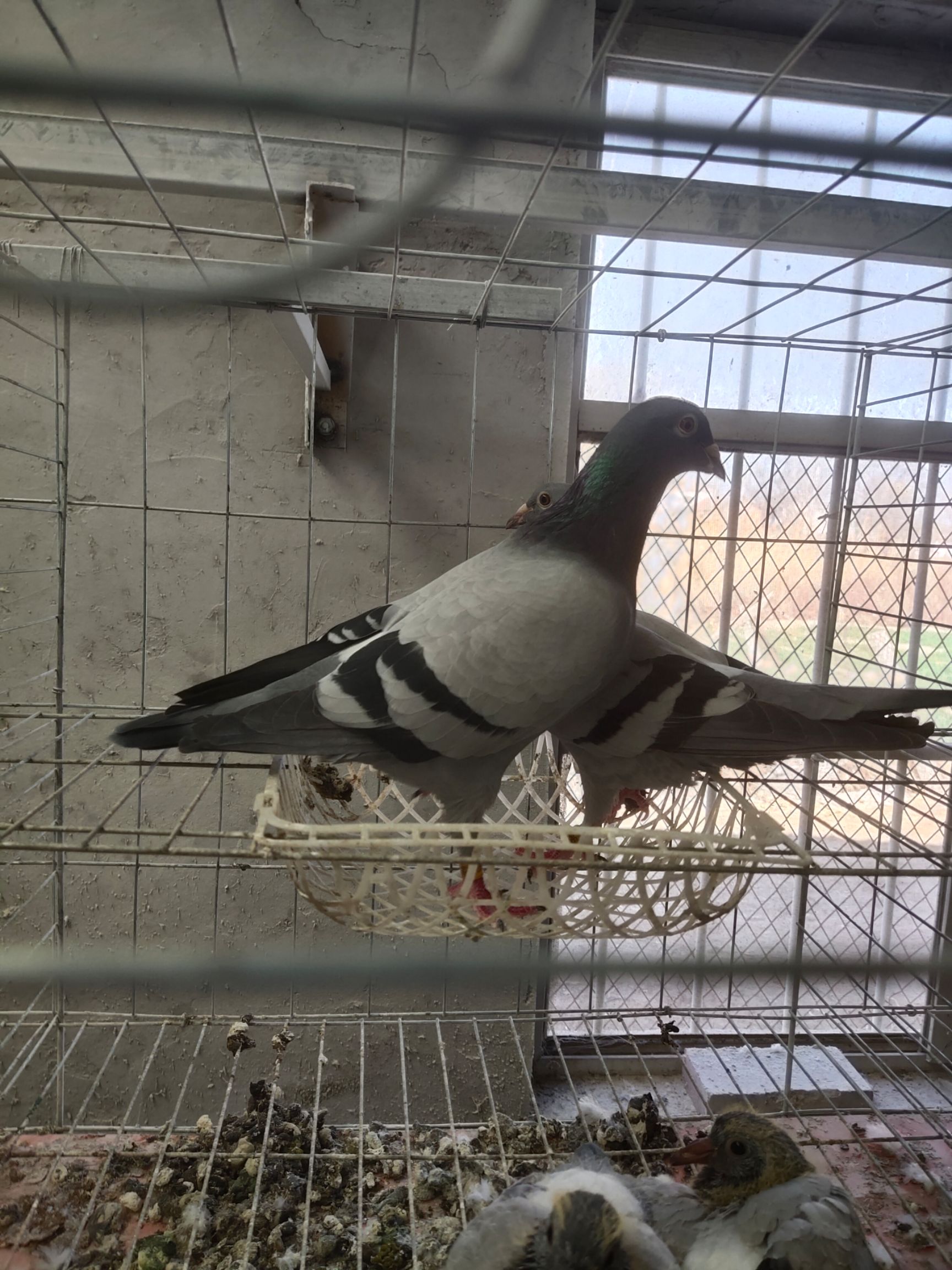 优质信鸽，戴环家飞