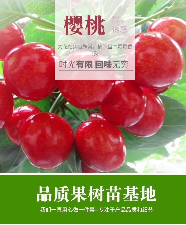 耐寒樱桃车厘子树苗樱桃树苗嫁接樱桃苗盆栽南方北方种植