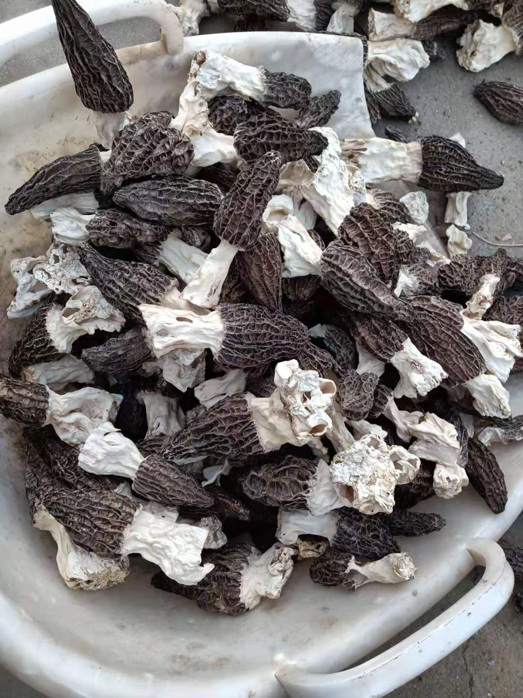 精选2025云南丽羊肚菌干货