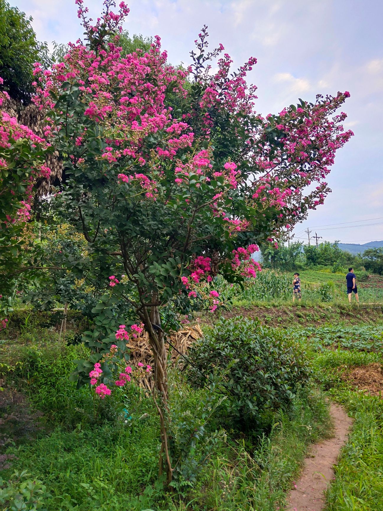 紫薇大红为主，有一棵树三种颜色的花。