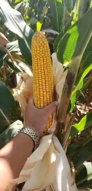 东单705特矮高抗产玉米种子