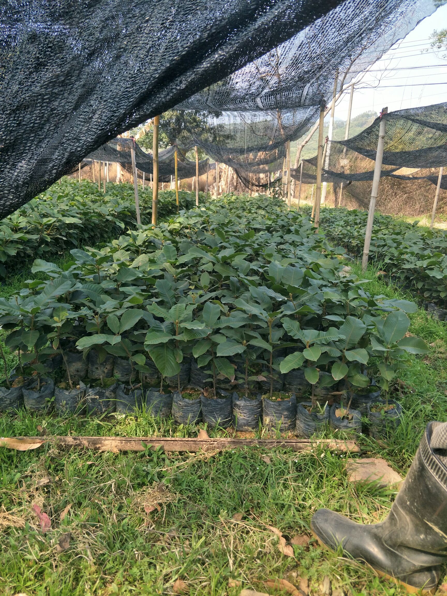 风流果苗 广东大叶风流苗，品种优良皮薄多肉高产早熟