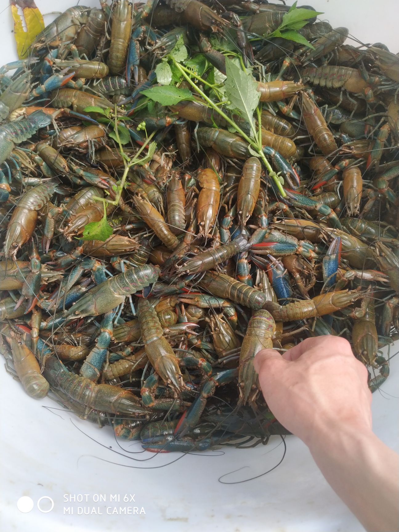 小龙虾  澳洲蓝龙虾