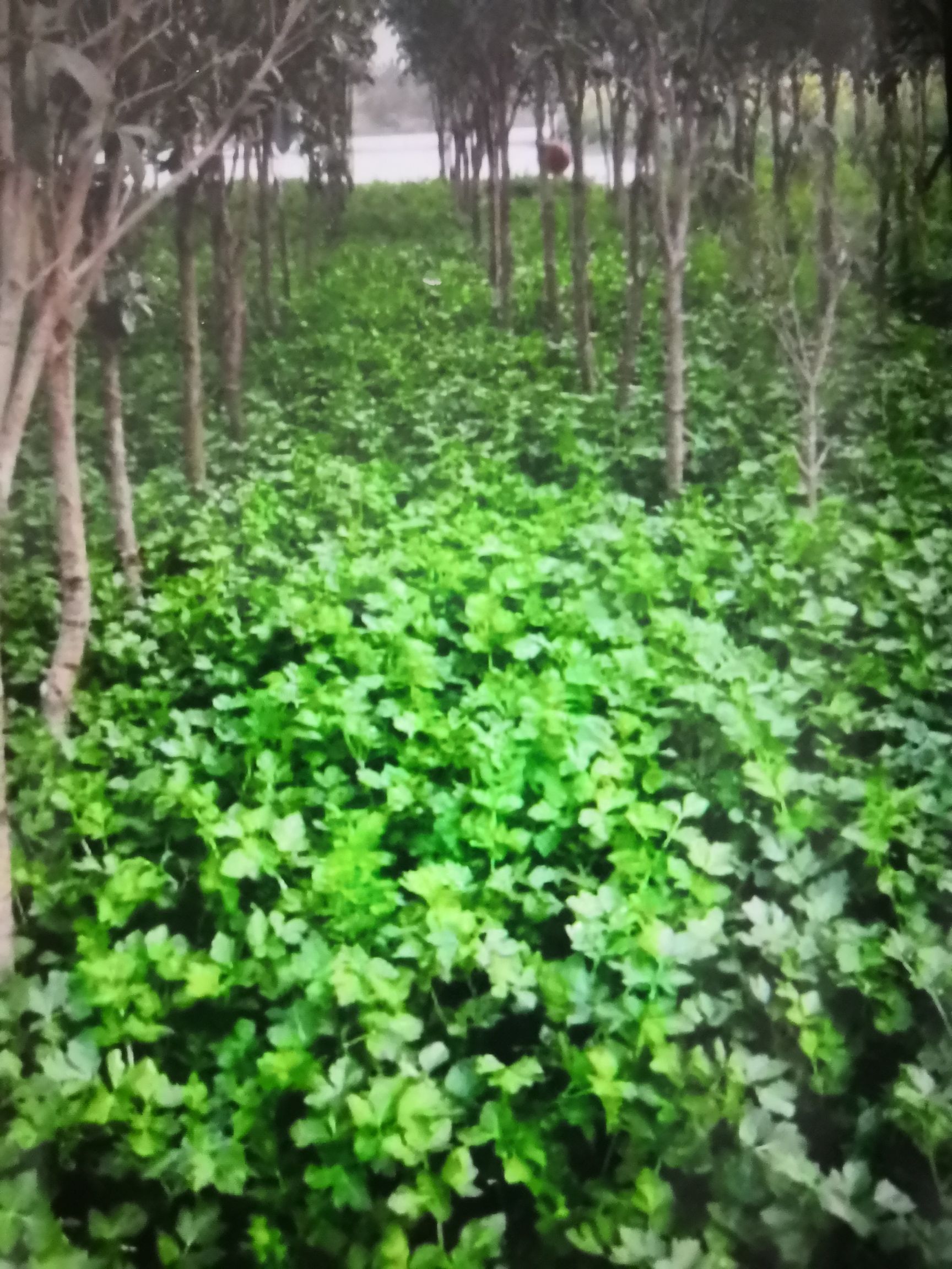 香芹 芹菜批发。因父亲去世，家里面劳动力单薄，只能挂到网上出售。