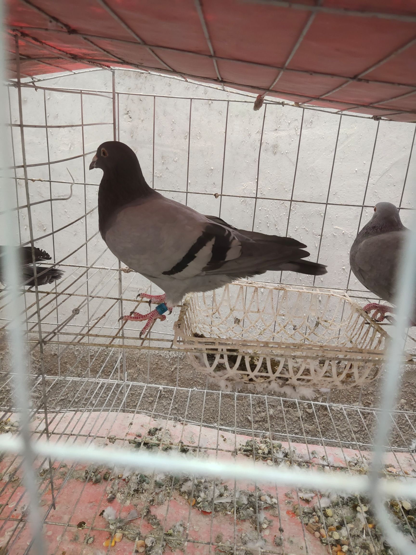 优质信鸽，戴环家飞