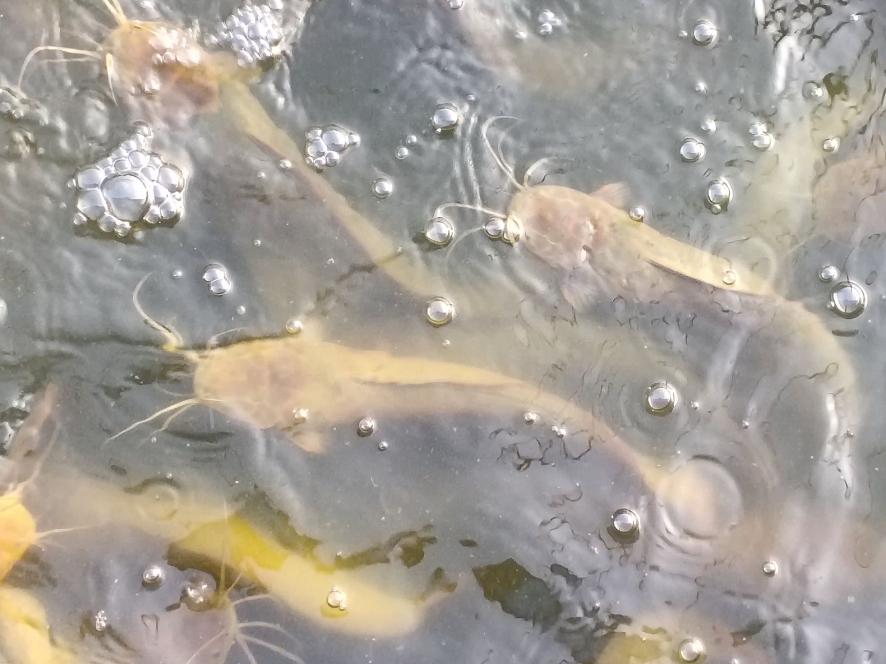 本地塘鲺  5两以上