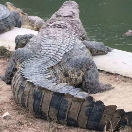 鳄鱼  鱼