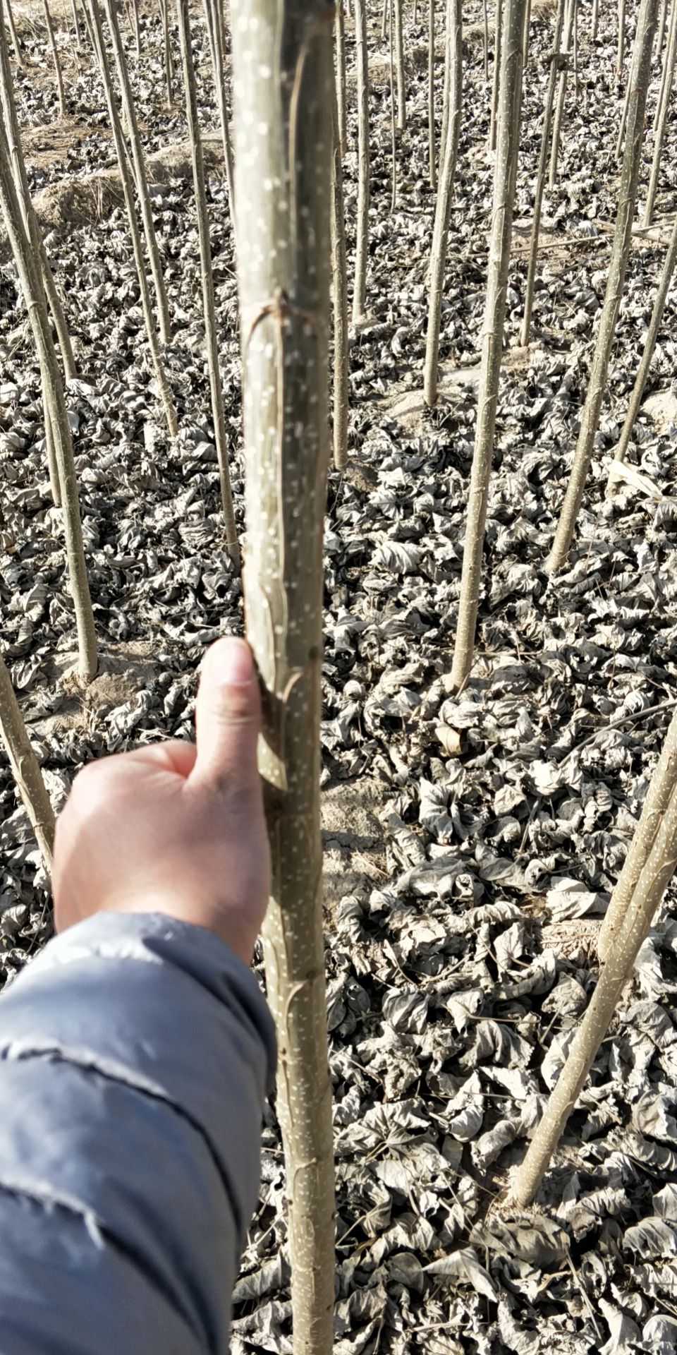 107速生杨 成活率，