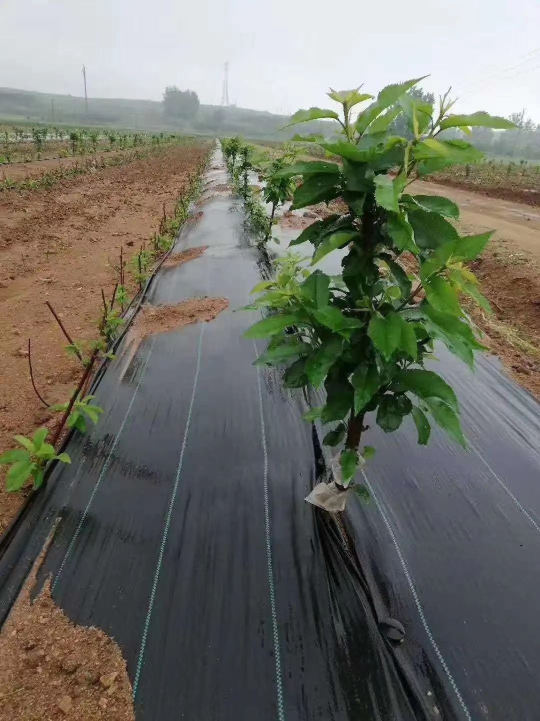 防草布抗老化耐用時(shí)間長