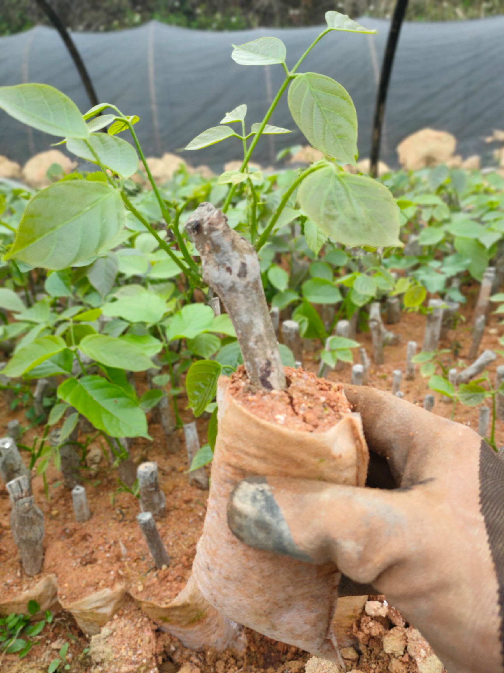 鸡屎藤苗  大量广西正宗鸡血藤苗 包技术包回收鸡血