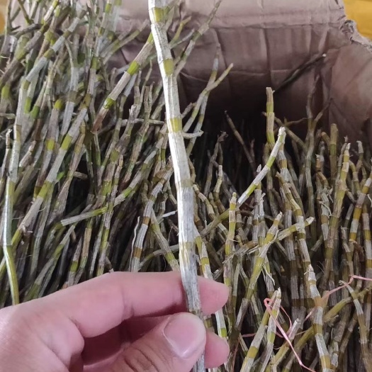 广州铁皮石斛  石斛鲜条，现货提供，今年火爆的好产品，一个市场可以连续卖