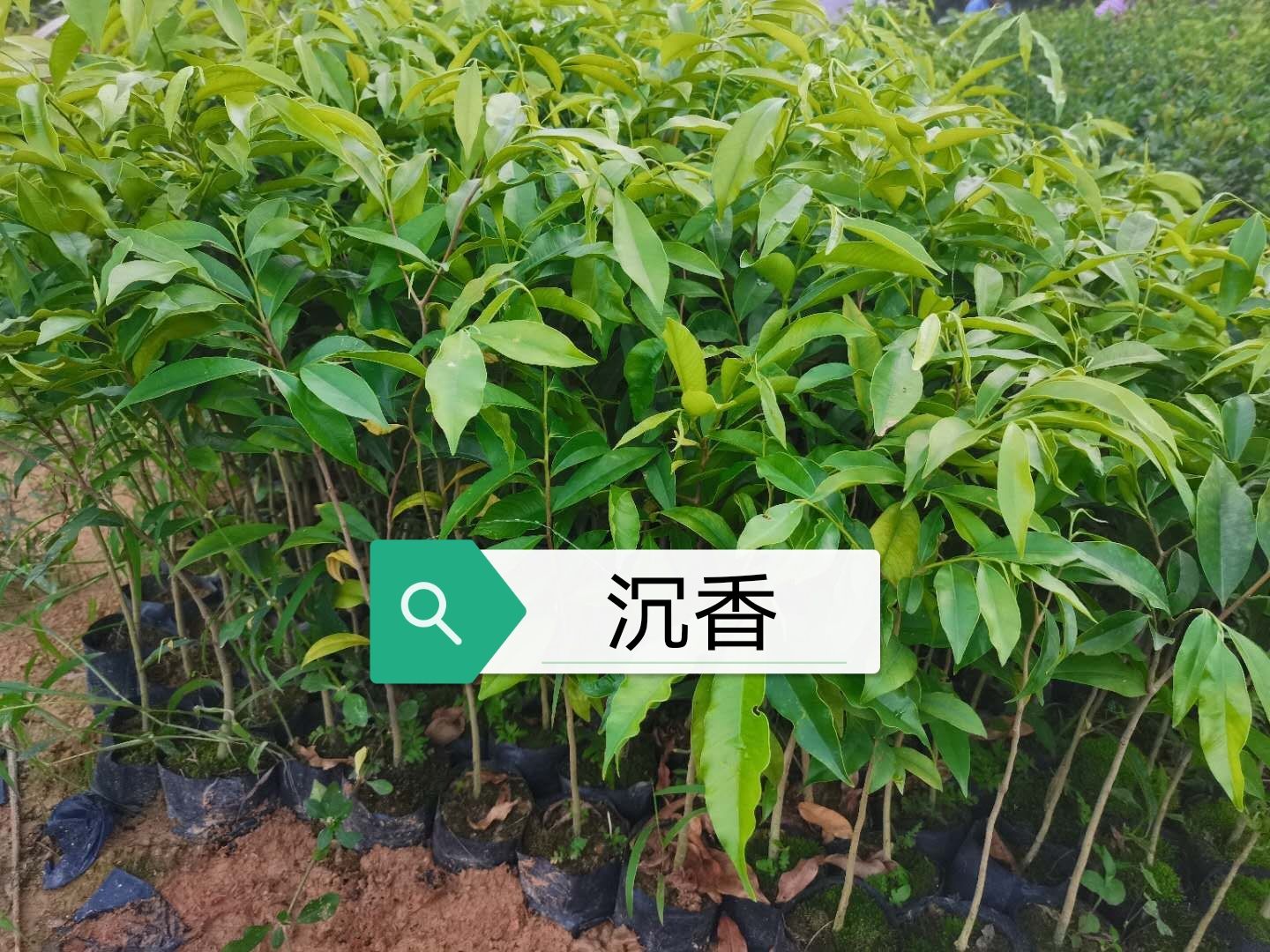 海南栈香  沉香